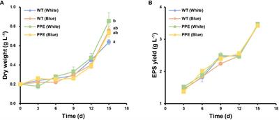 The effect of exopolysaccharides from EMS-induced Porphyridium cruentum mutant on human epidermal and dermal layers